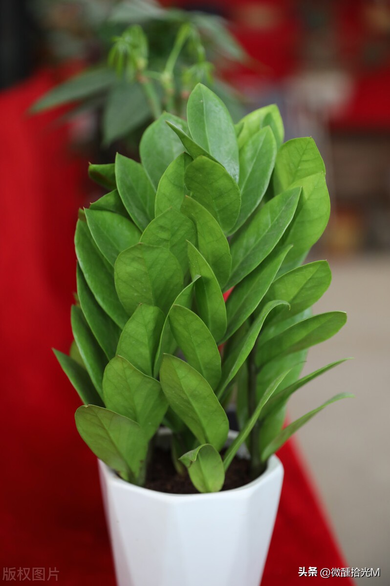 这几种植物千万别在家里养,这几种绿植不要在室内养