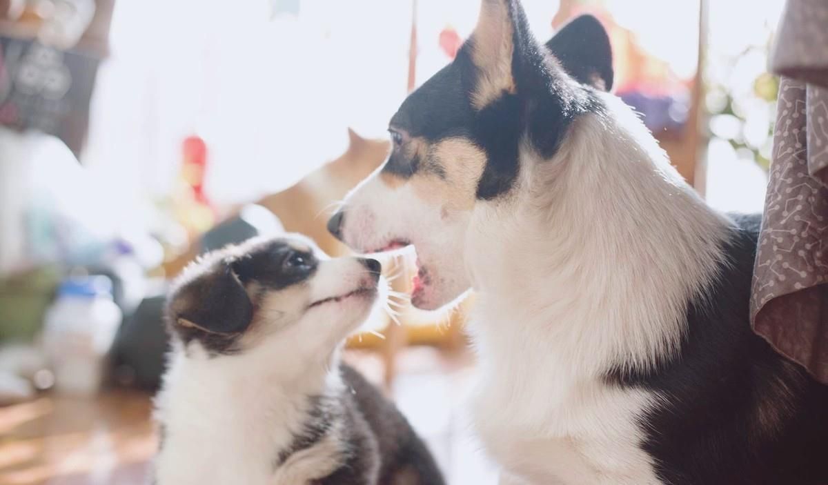 狗狗泌尿道感染的前兆,狗狗妇科问题