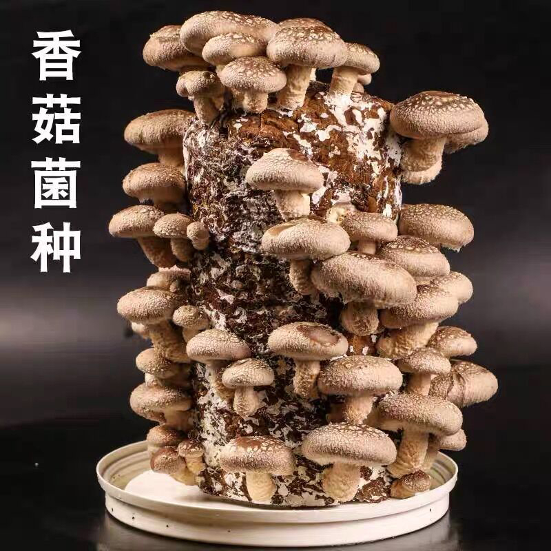 兰花需要什么菌才能活,兰花植料长白色菌丝什么原因