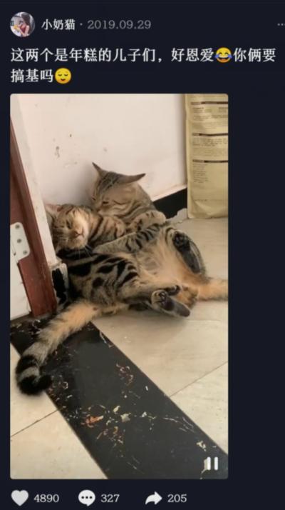 70万网友在线围观我家猫猫“搞黄色”：越看越上头，越看越变态