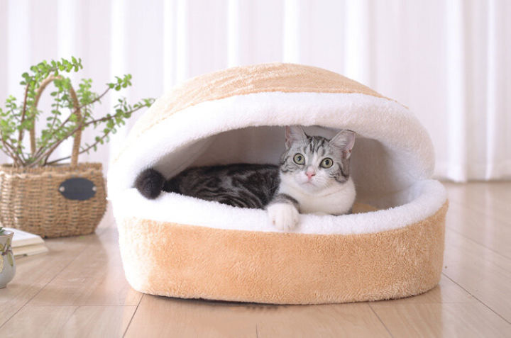 养猫新手注意事项,猫怎么养新手养猫需注意4大问题