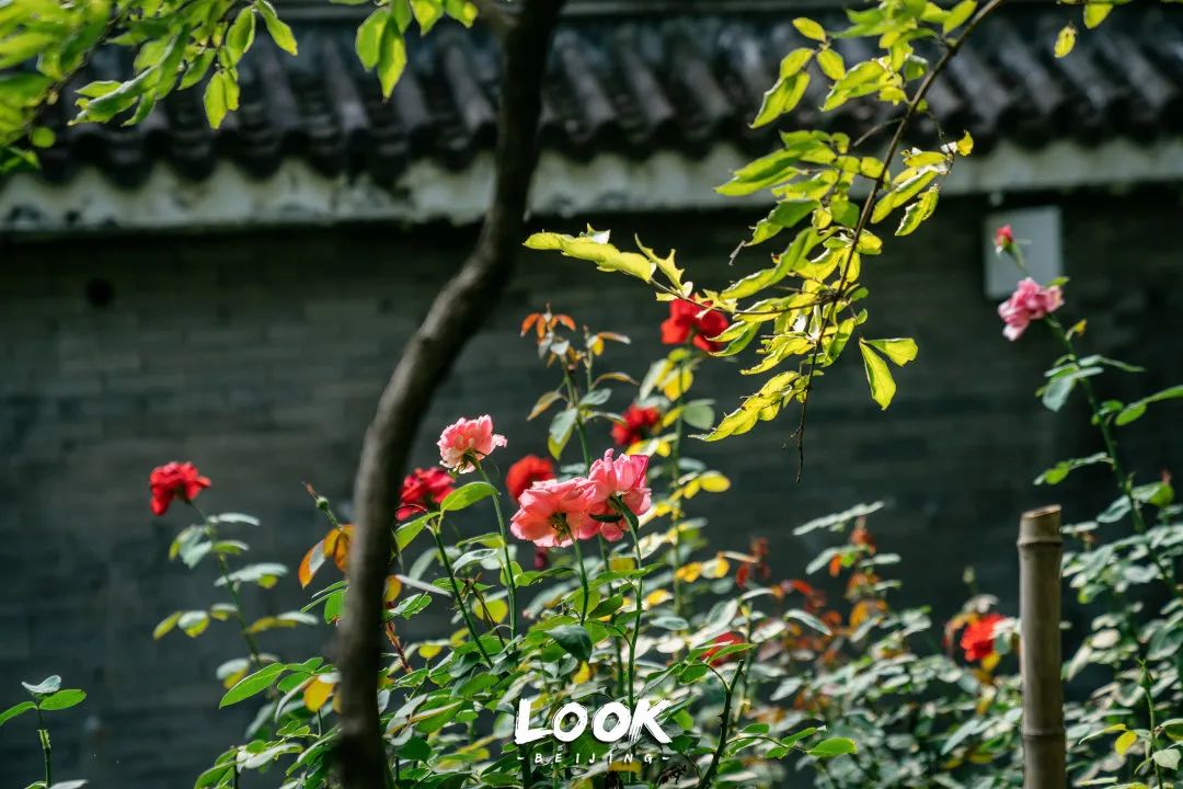 北京什刹海晚上游玩路线,北京什刹海风景秋天攻略