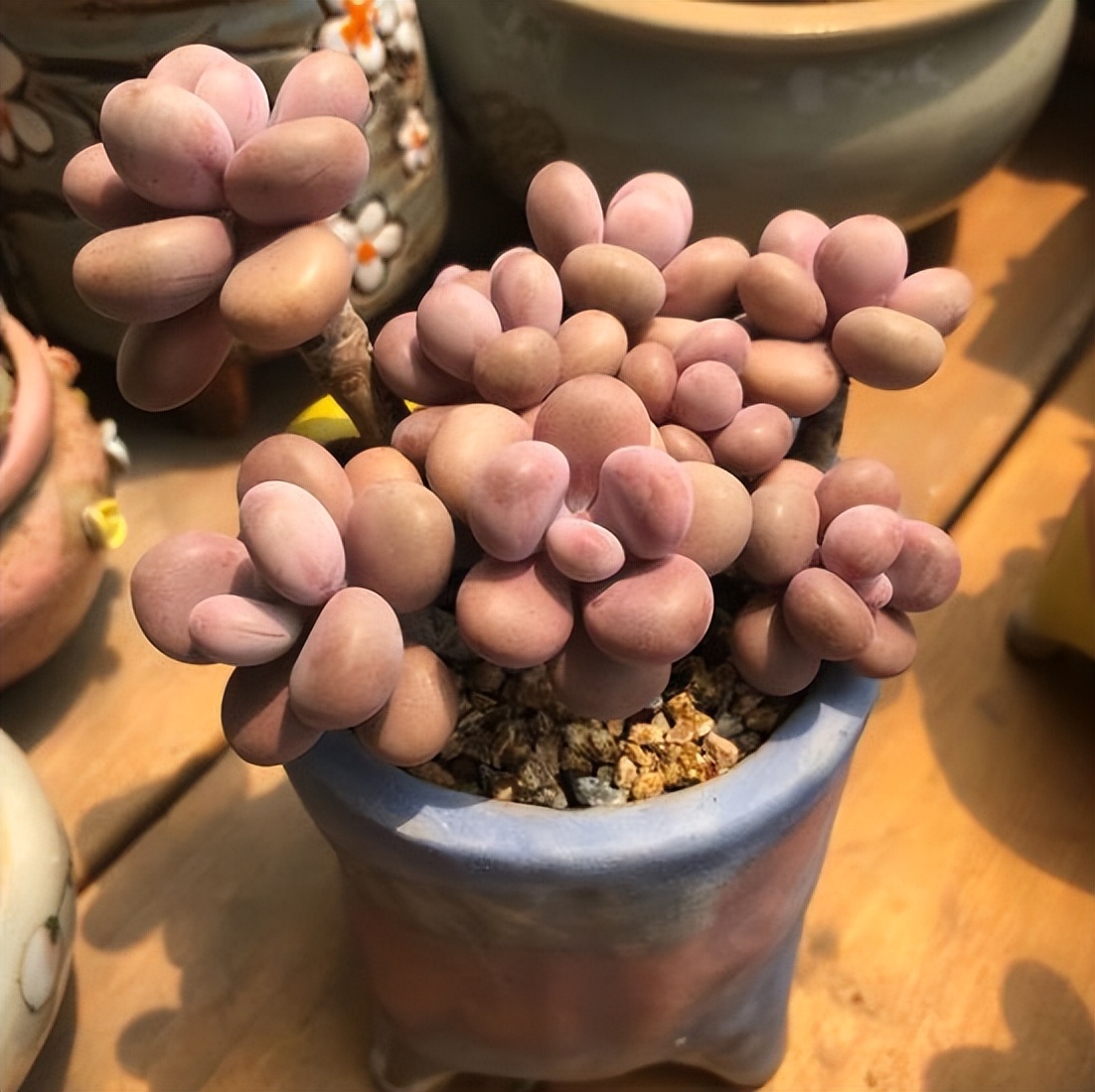 多肉桃蛋怎么养老桩,桃蛋多肉老桩