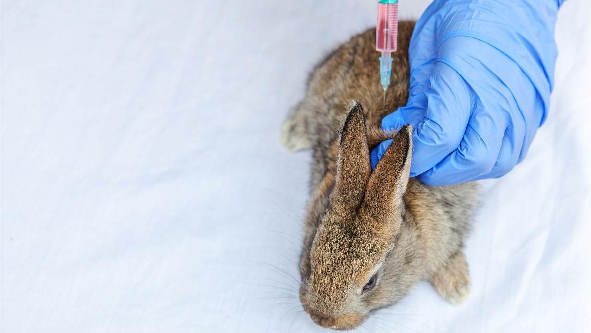 养殖肉兔都有哪些疾病,养兔的疾病治疗费用多少钱