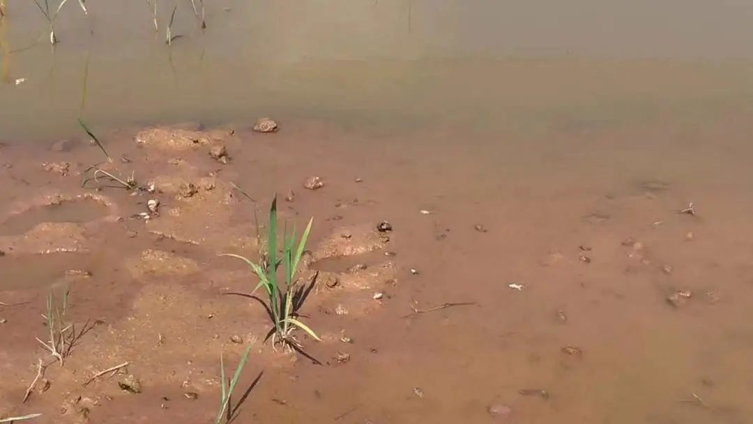 蝌蚪变态期用什么加强营养,如何降低蝌蚪死亡率