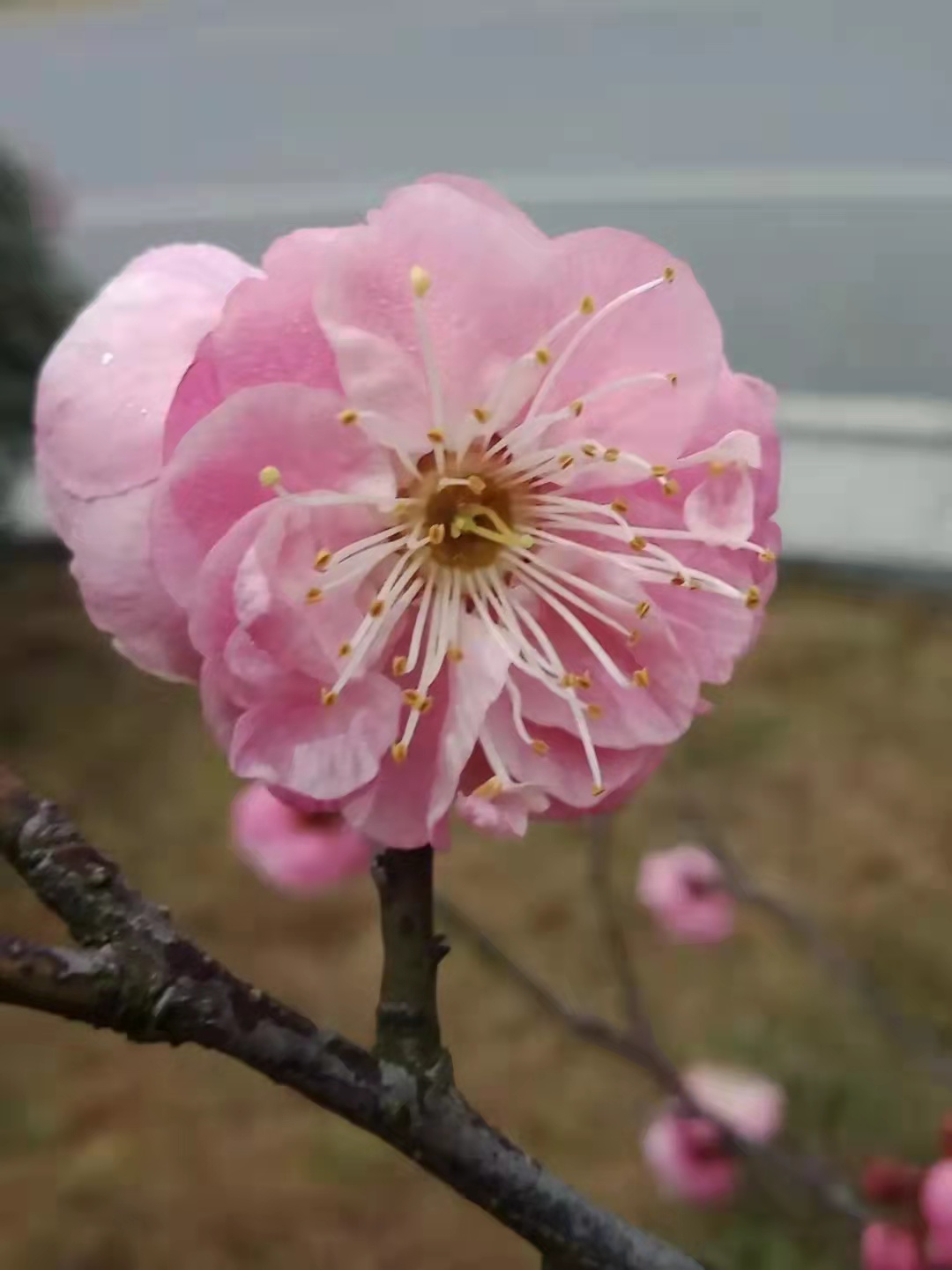 电脑启动有一个小棍在转,电脑开机有个小杠