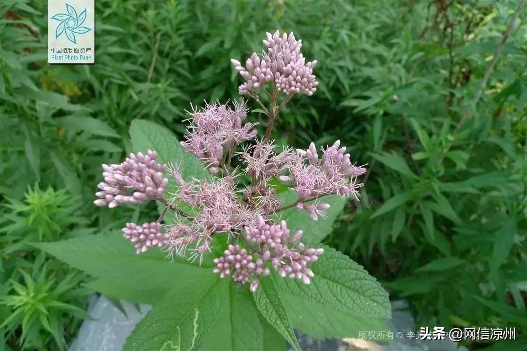 端午节习俗中有和花有关的吗,端午节的由来和相关的民俗活动