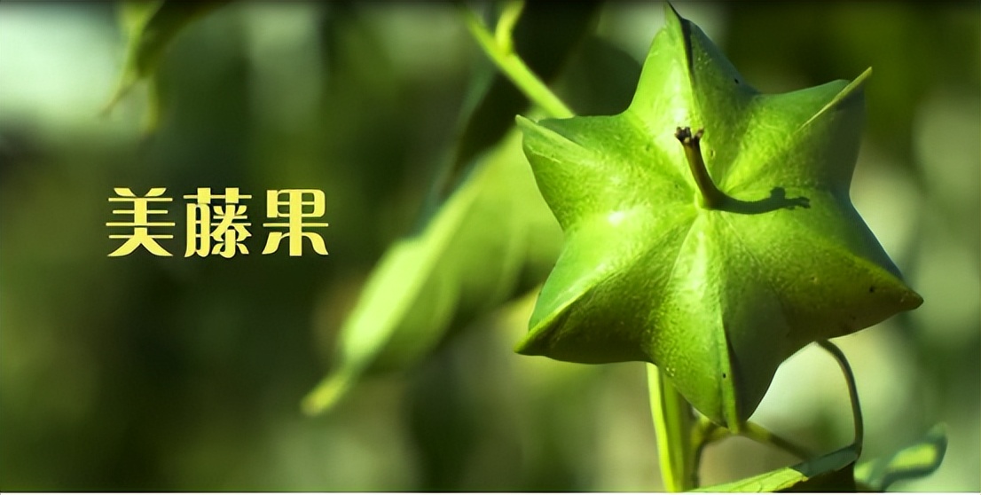 美藤果是一种高油脂、高蛋白、高维生素E的新型油料植物