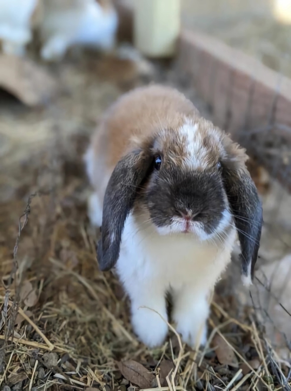 兔子宠物哪种好看又好养,推荐养的几种宠物兔子品种