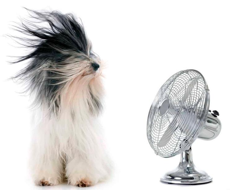 狗狗厌食挑食怎么办,狗狗厌食怎么办吃了东西就吐