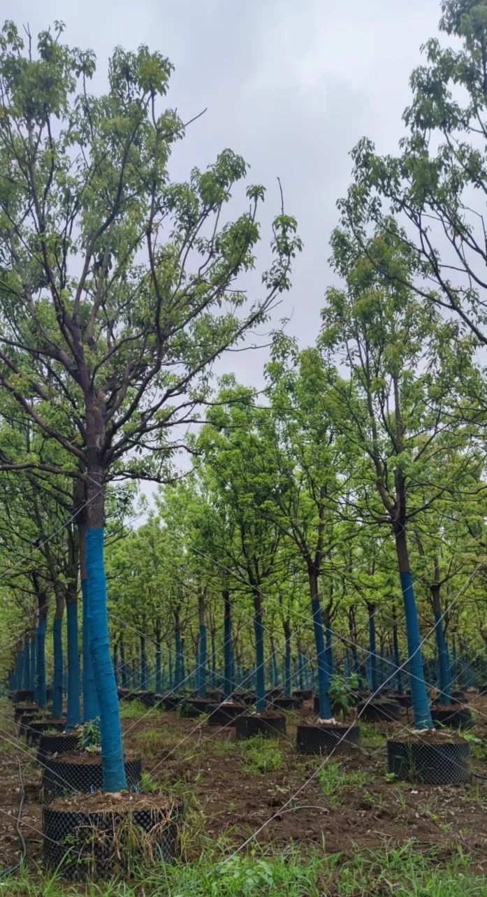 2022年苗市缓缓落幕，谁家欢喜谁家愁？