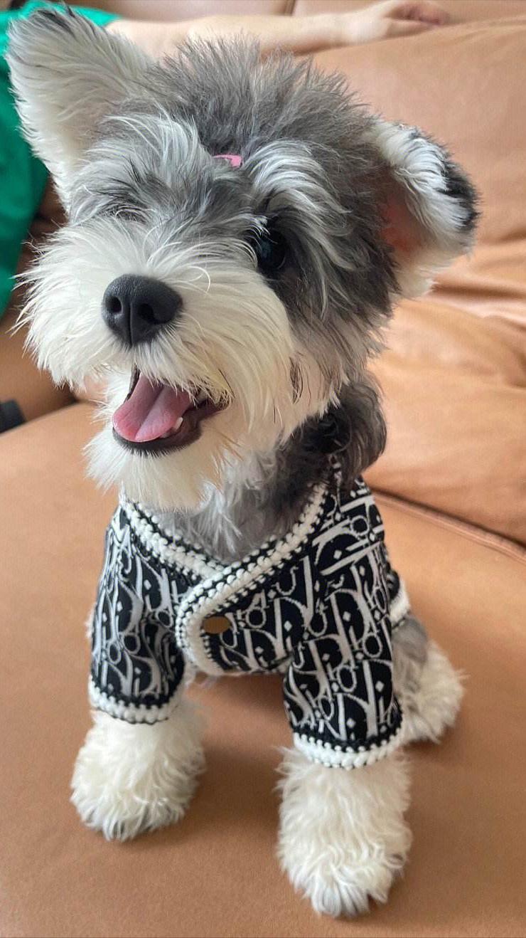 推荐几种好养又可爱温柔狗狗,5种最受欢迎的狗狗你养了哪一种