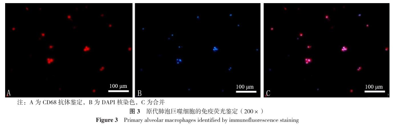 银杏叶提取物防治慢性阻塞性肺疾病的机制研究：基于PI3K/Akt/mTOR信号通路调控肺泡巨噬细胞自噬