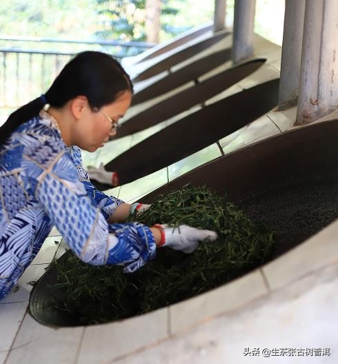 普洱茶每个步骤都需要精湛的工艺,了解普洱茶的必备知识有哪些方面