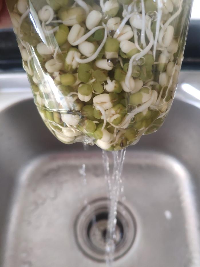 豆芽发苗神器,家用豆芽机发豆芽菜的简单方法