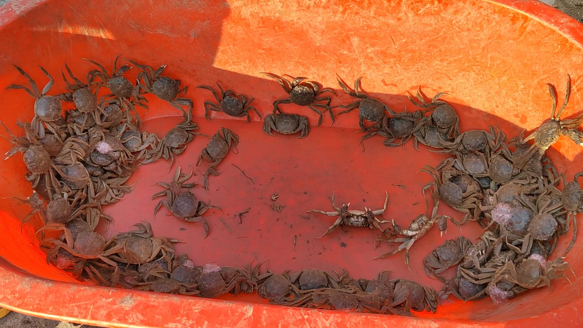 盘锦红海滩三角洲入口,沈阳自驾盘锦红海滩