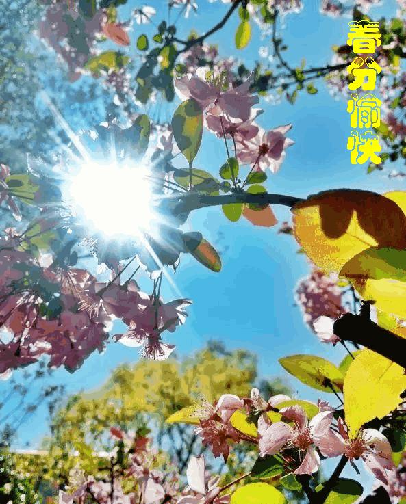 早安春分的祝福图片,今日春分早安心语