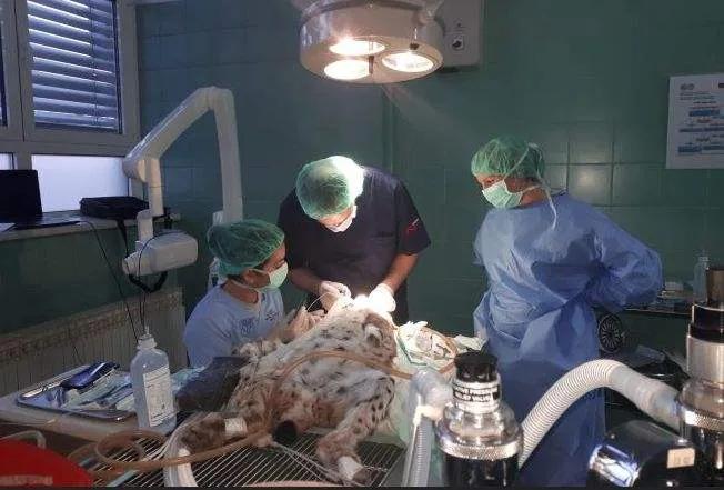 克罗地亚足球厉害吗,克罗地亚靠什么发达