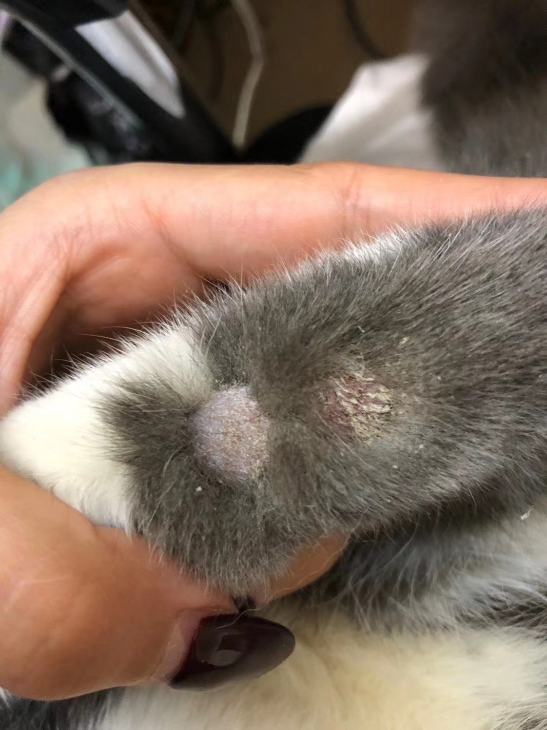 猫癣是什么,该怎么治疗?