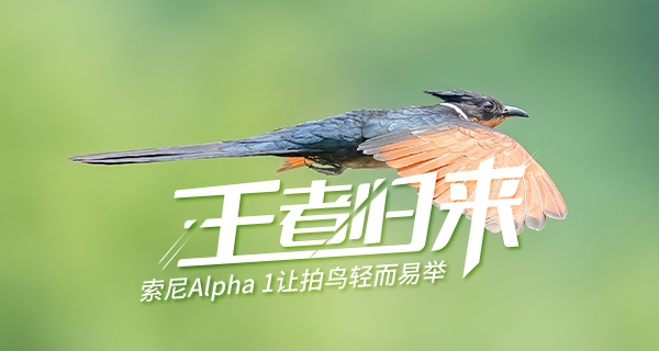 王者归来1-100级,索尼alpha1教程