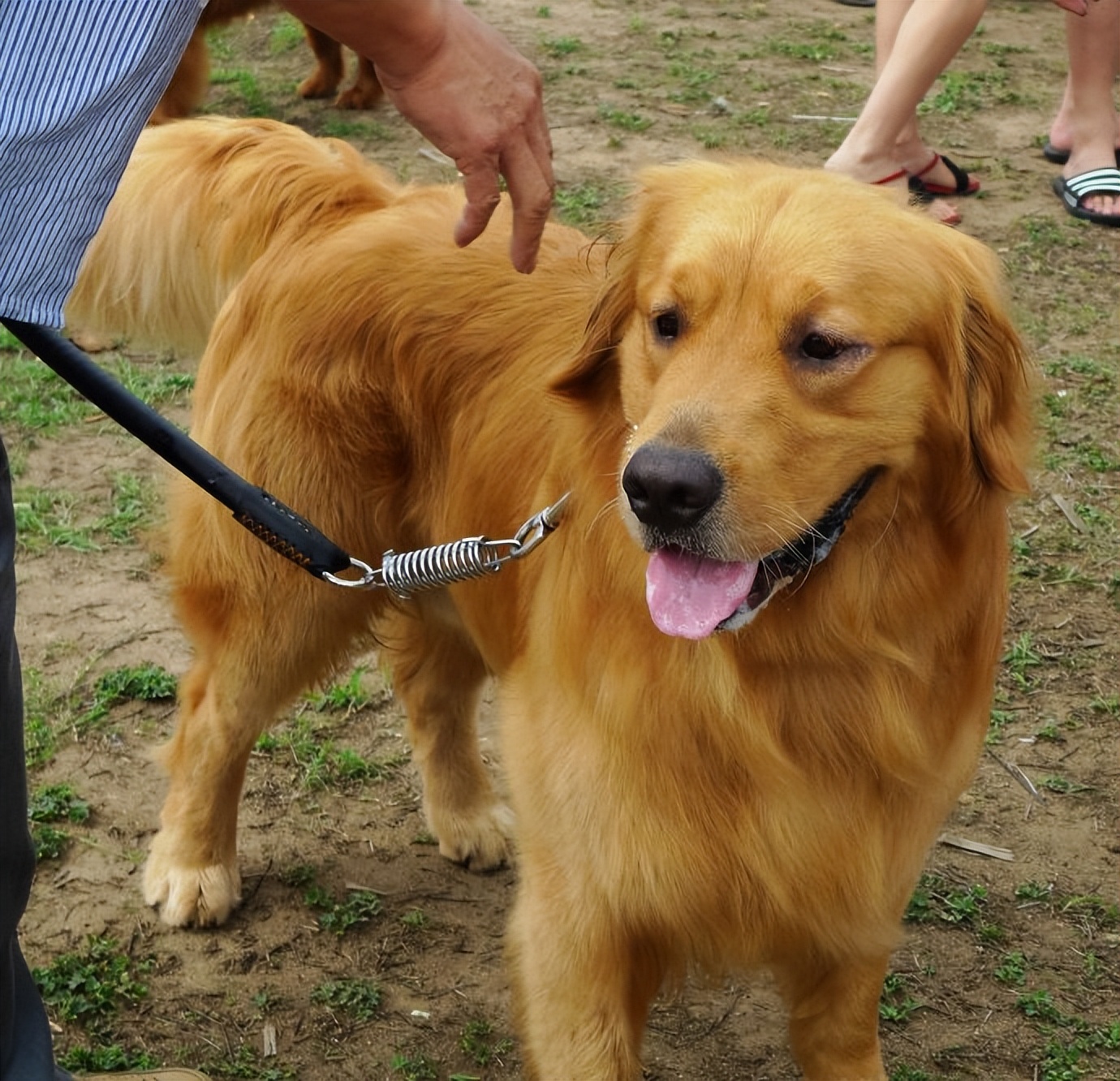 推荐几种狗不贵又好上手养就对了,建议穷人养的10种小巧便宜狗