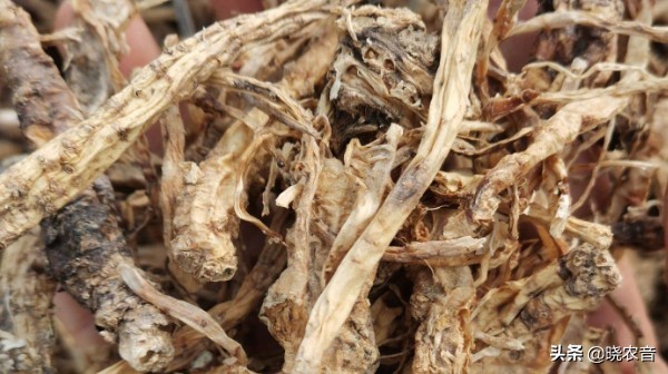 现在农村最贵的药材有哪些,哪一种贵重药材价钱最贵