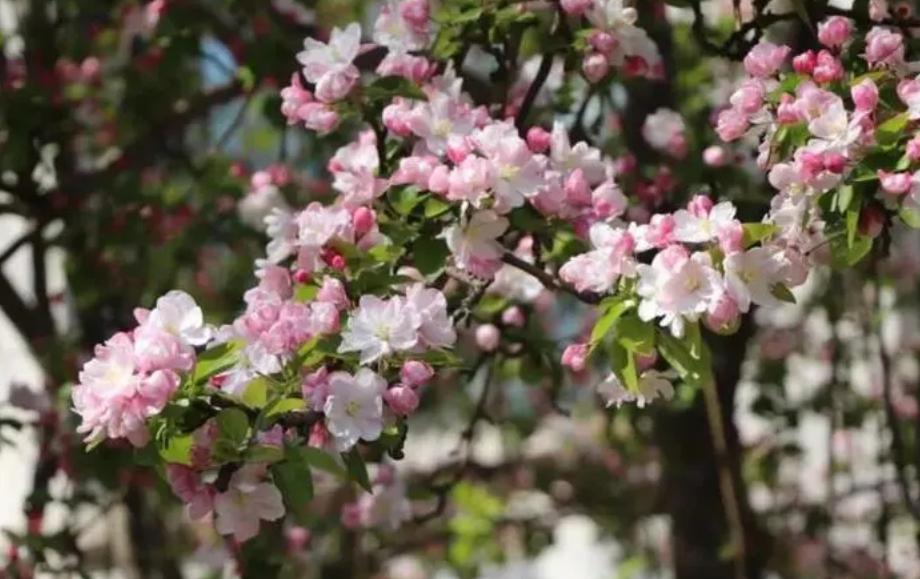 庭院种8棵树风水寓意,8种院子树