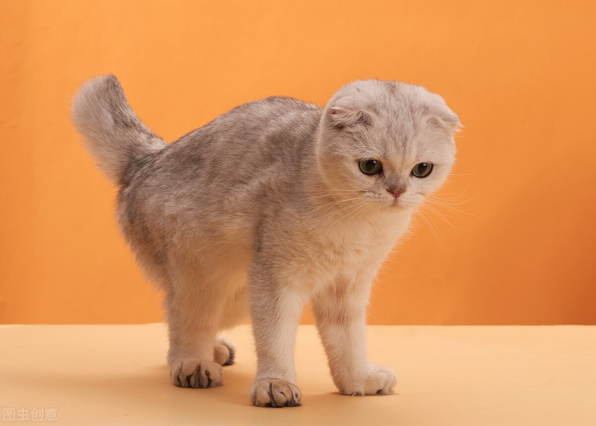 这几种猫不要养,哪几种猫便宜又好养