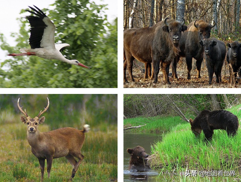 白俄罗斯到底是不是国家,白俄罗斯国到底是个什么样的国家