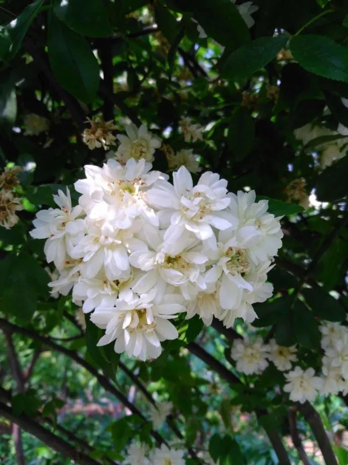 花开到荼蘼的诗句,花开荼蘼花事了诗句