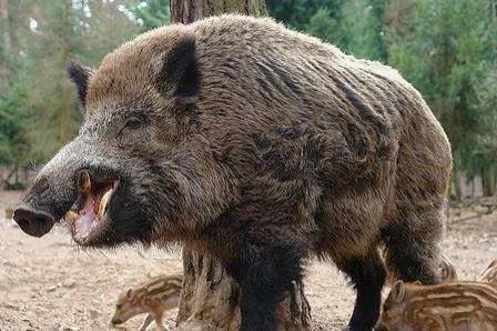 陕西渭南悬赏抓野猪，不让投毒，不许用枪？抓野猪有多危险？