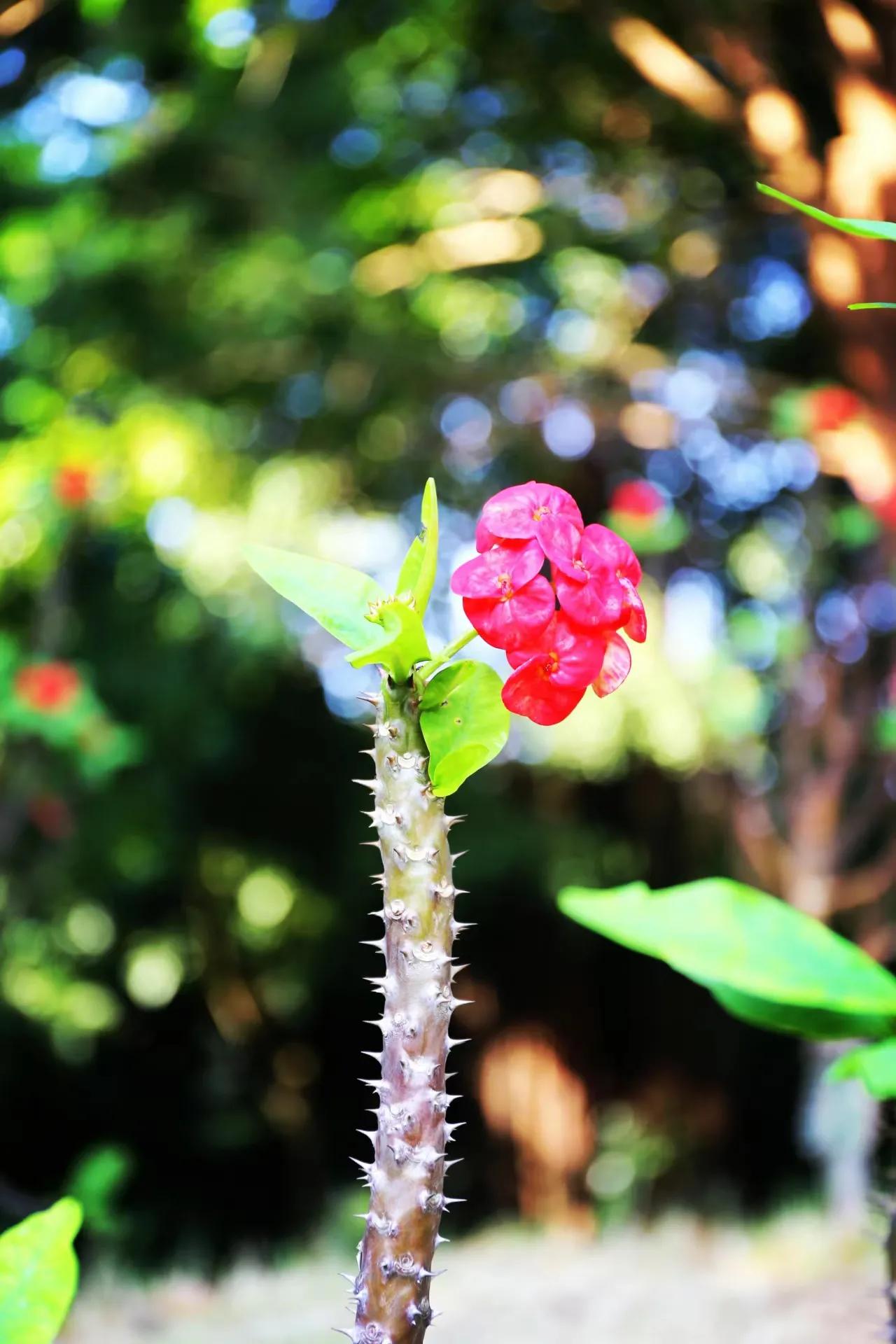 是谁绑架了北海园博园