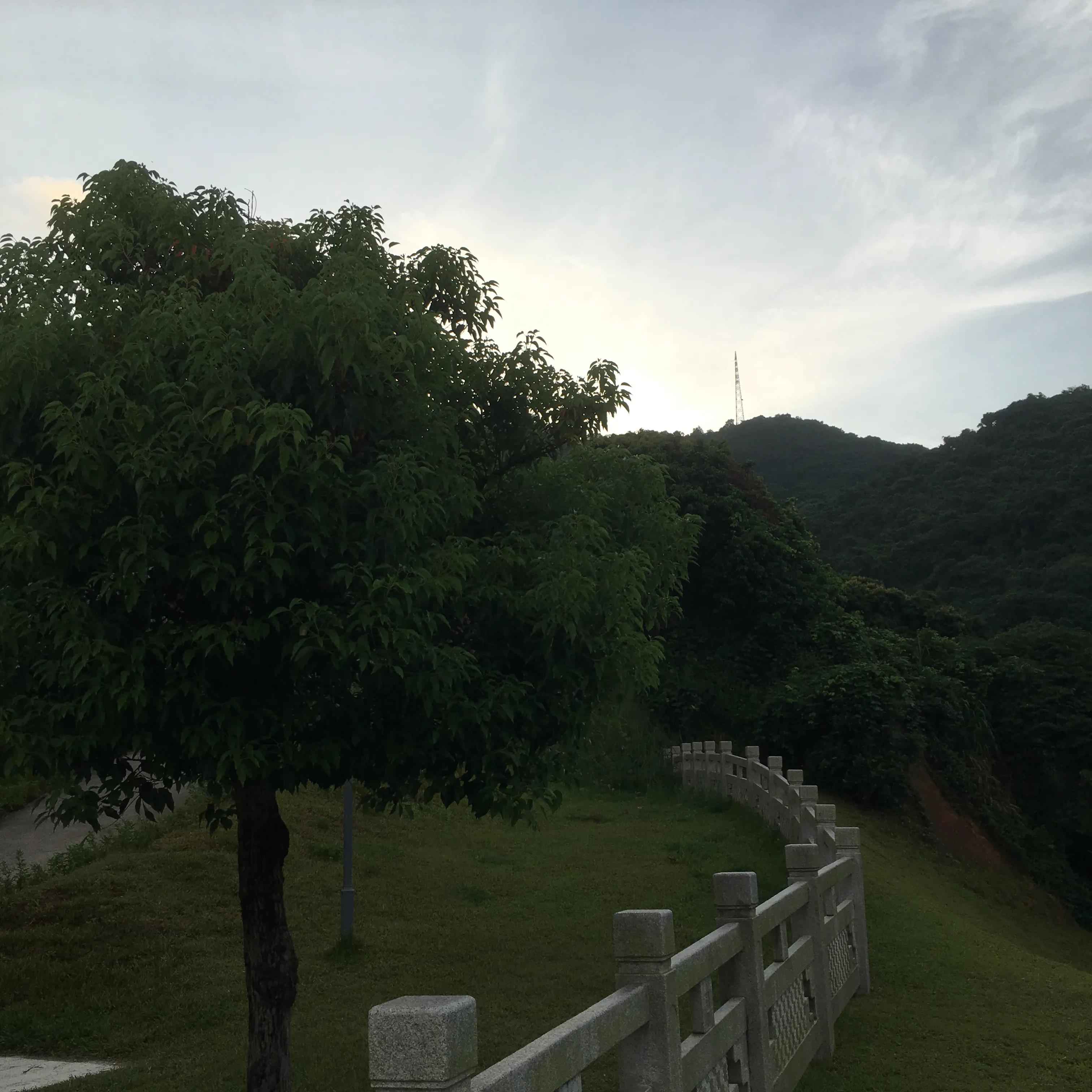 纯种银狐犬出售,纯种银狐犬照片