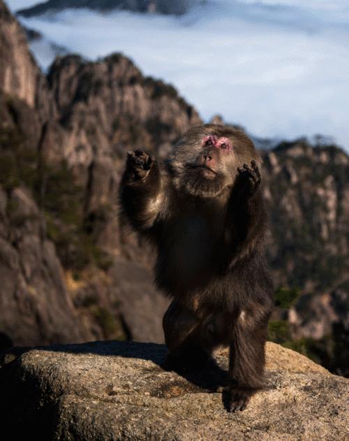 猴崽苦练猴爪功和铁砂掌，随母逃亡八年后竟然一掌成王|故事