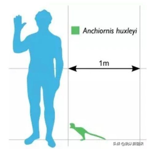 新疆哈密翼龙,天山哈密翼龙