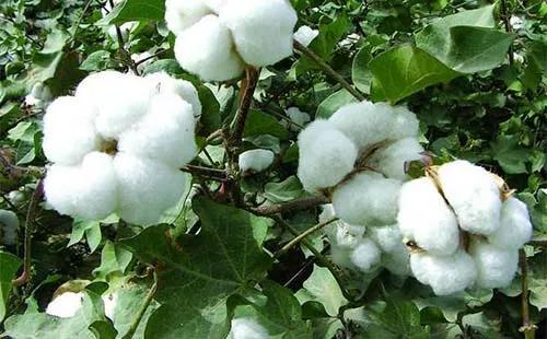 棉花早衰叶片发红补救方法,棉花早衰症状图片