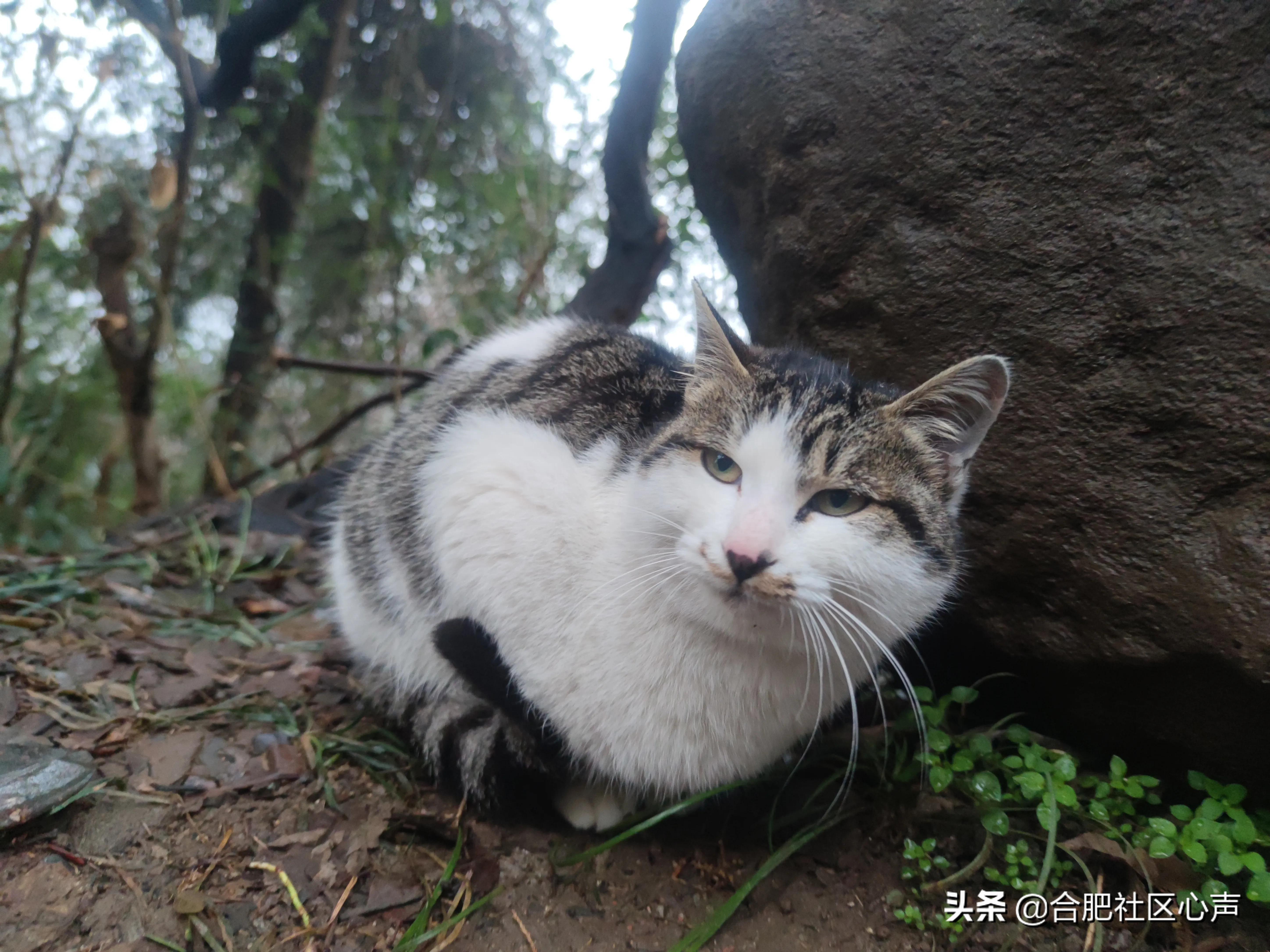 合肥有很多流浪猫的地方,合肥哪有流浪猫