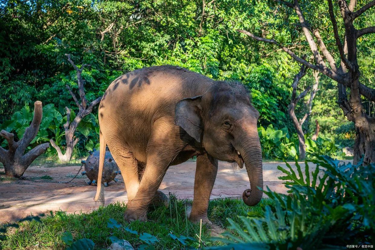 悲惨的特色旅游产业，泰国人妖是如何形成的呢？