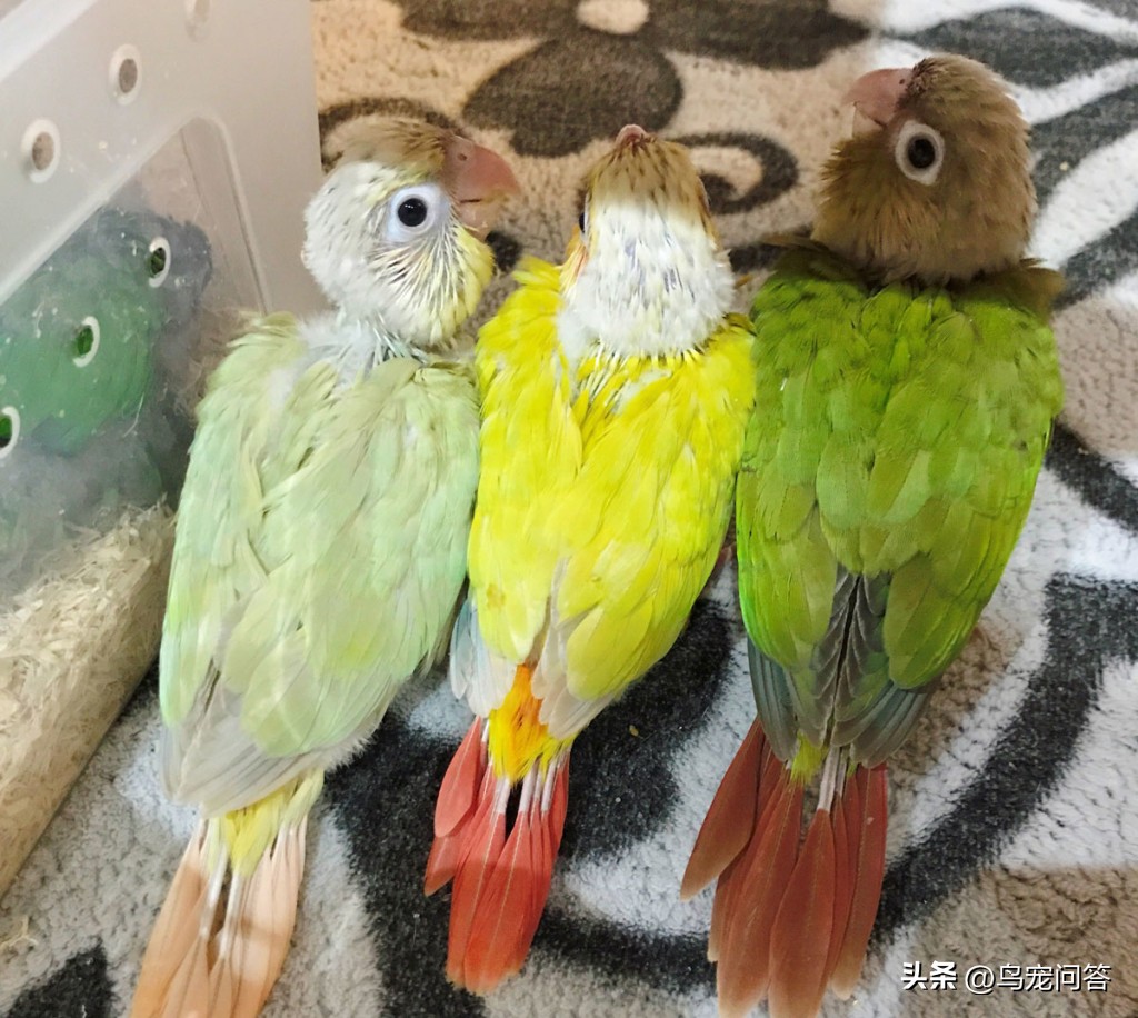 怎么才能让鹦鹉摇头呢视频,小太阳鹦鹉喜欢挠头怎么回事