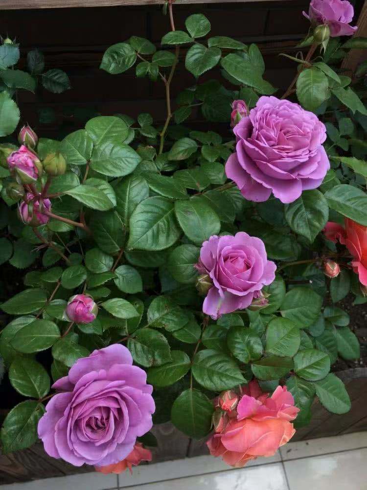 精致又温馨的小阳台,漂亮阳台月季花