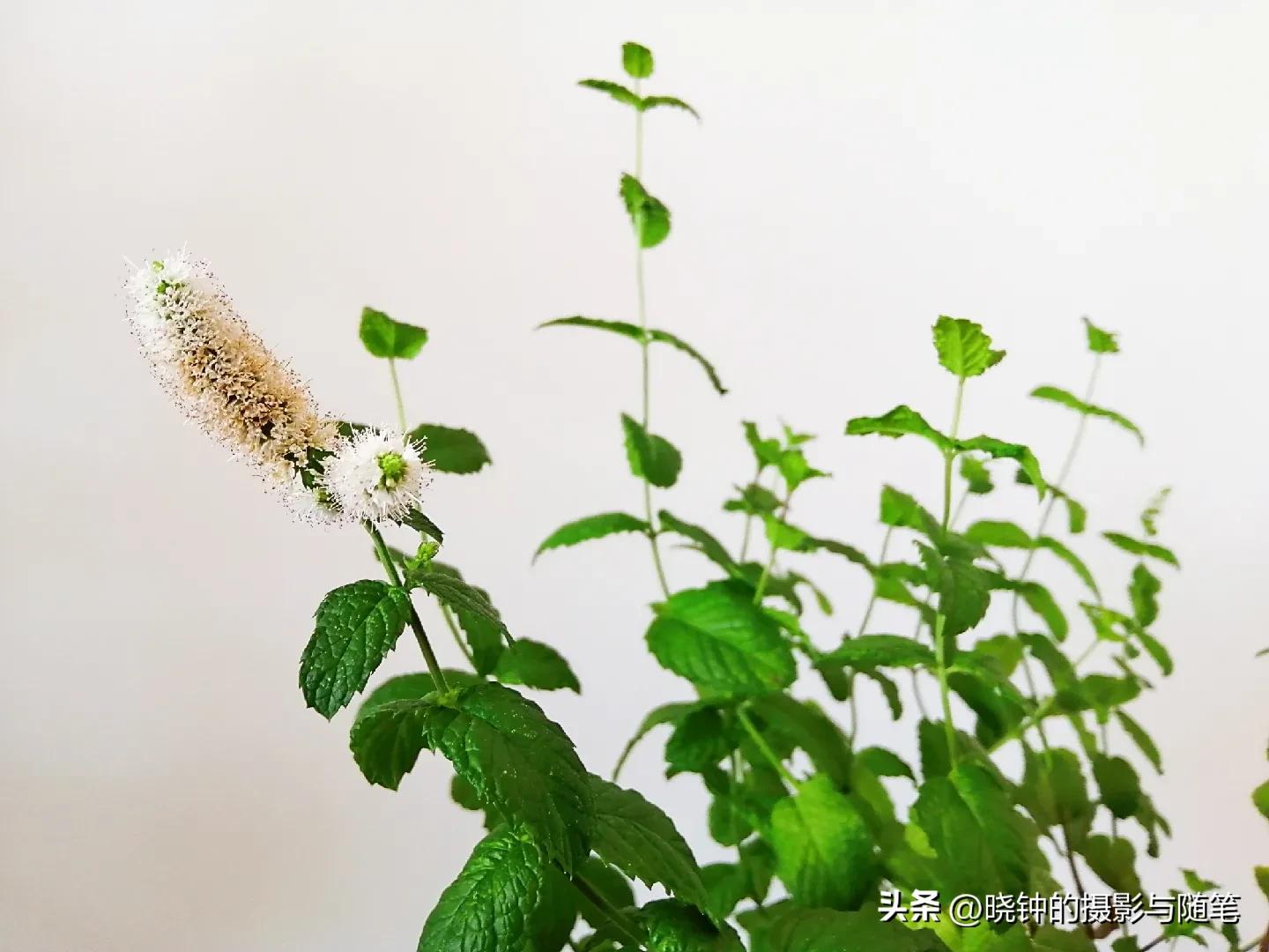 开花的薄荷可以扦插吗,种的薄荷长长了怎么处理