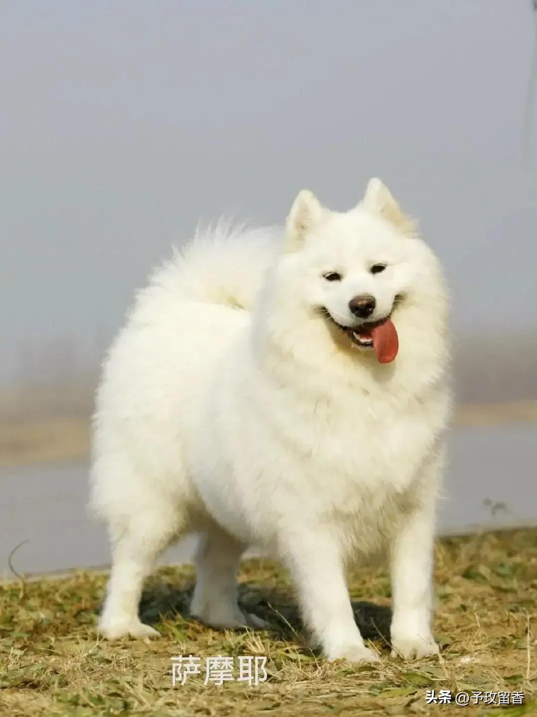 狗的种类常见宠物狗的品种及特点,宠物狗种类及特点