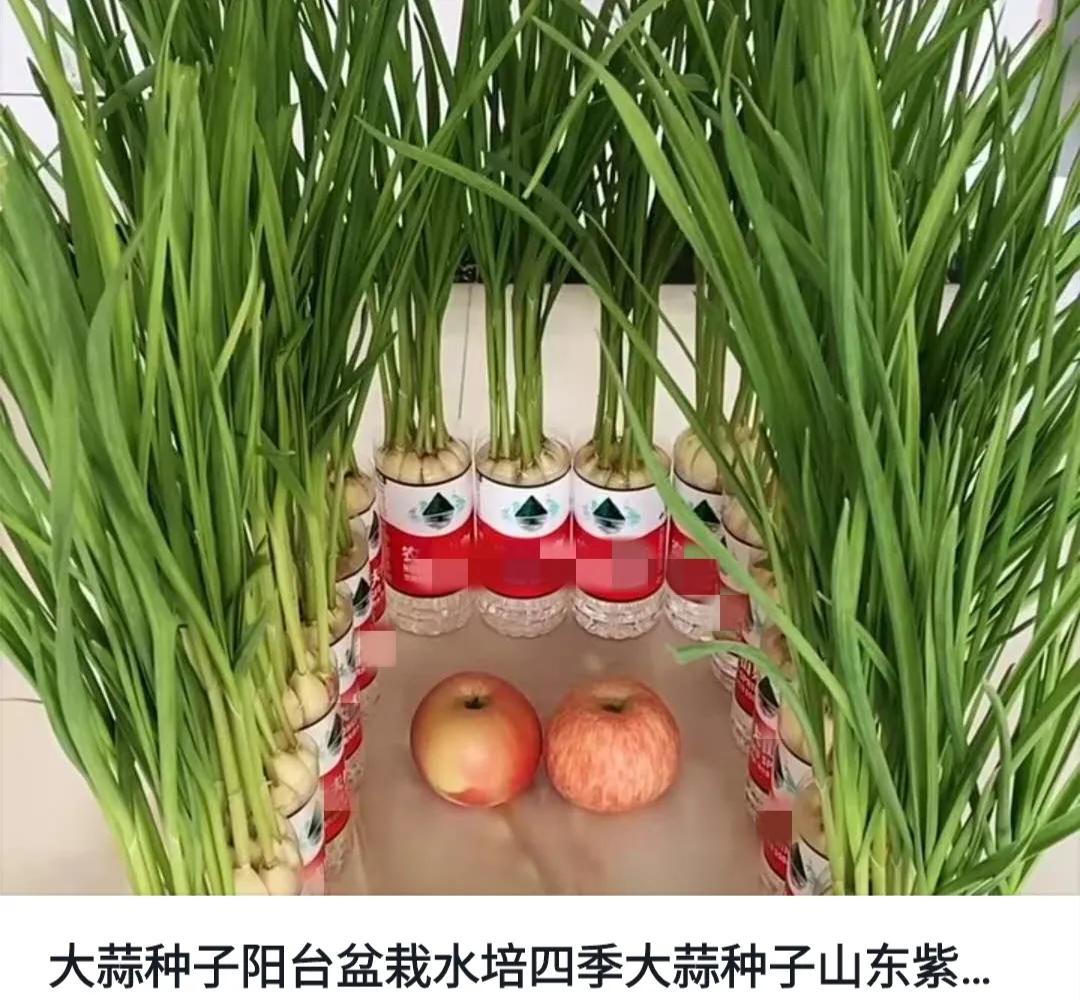 疫情期间自己种芽苗菜,疫情期间种植芽苗菜