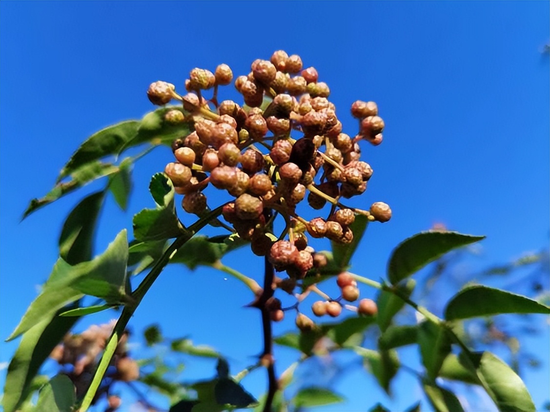 韩城市孟一沟孟香娇花椒通过国家有机产品认证