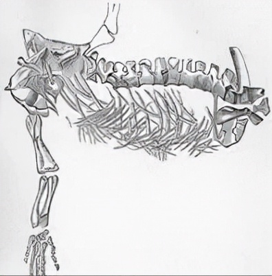 恐龙世界认识史前各种恐龙,食草恐龙和食肉恐龙科普视频