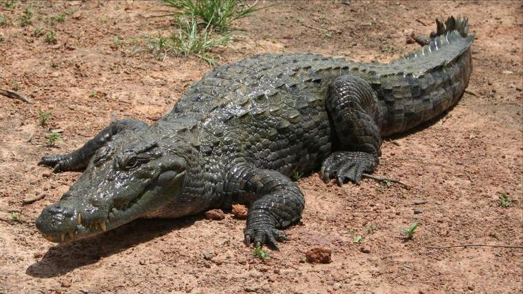 性情凶猛的十大鳄鱼,世界上十大最凶猛的鳄鱼排行榜