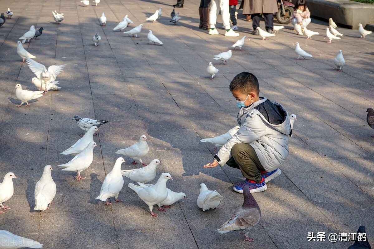 鸽子喂食的正确方式,散养的鸽子每天的什么时候喂最好