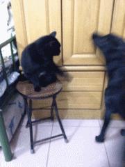 经典沙雕搞笑对话语录,最沙雕的幽默语录