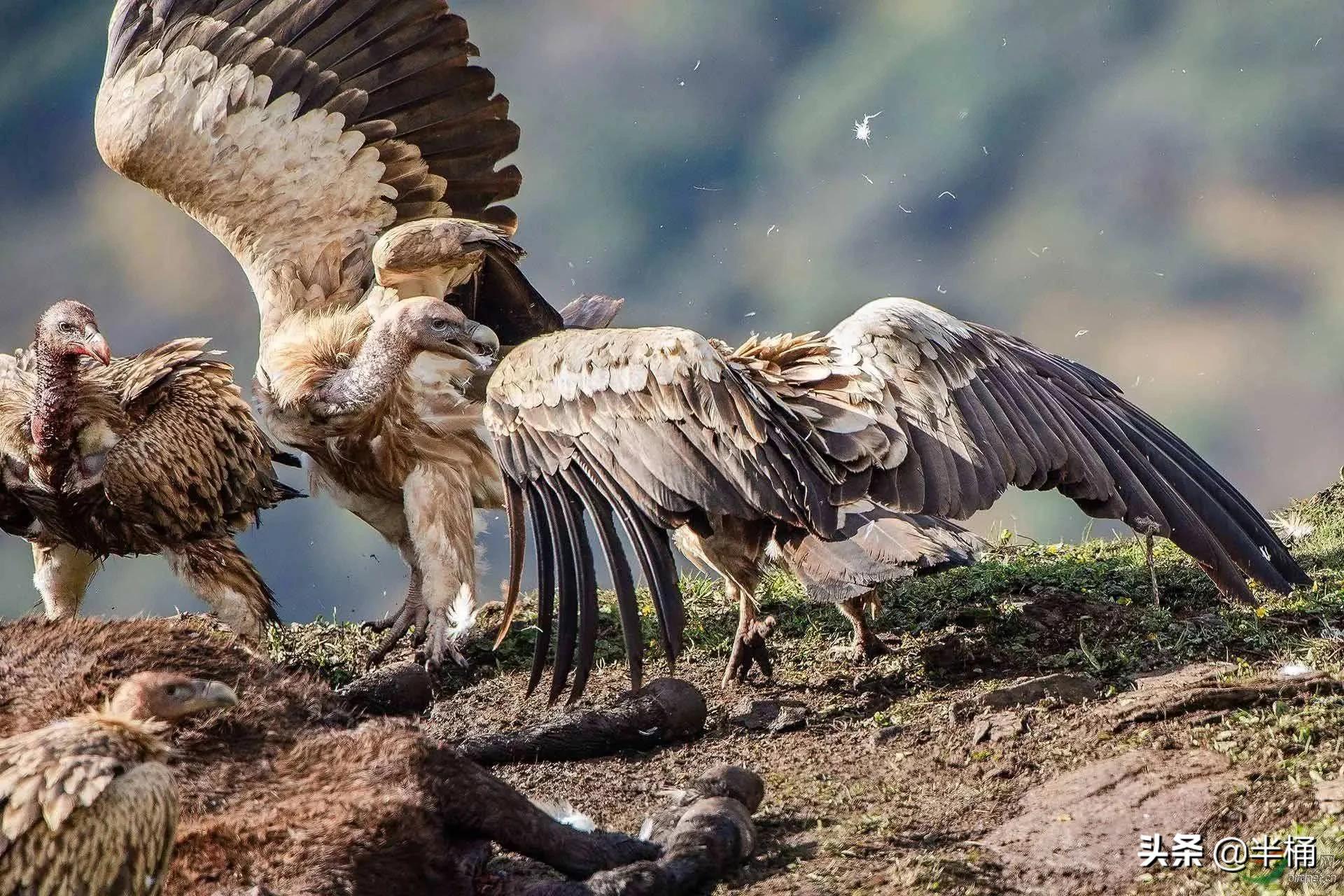 腐肉没有营养为什么有的动物吃,动物为什么能吃腐肉