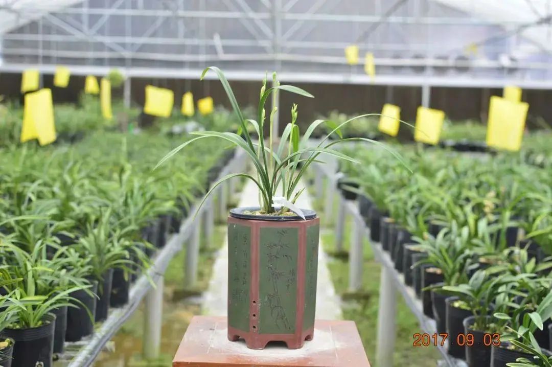 跌落神坛的名贵兰花,盘点最近几年火的兰花